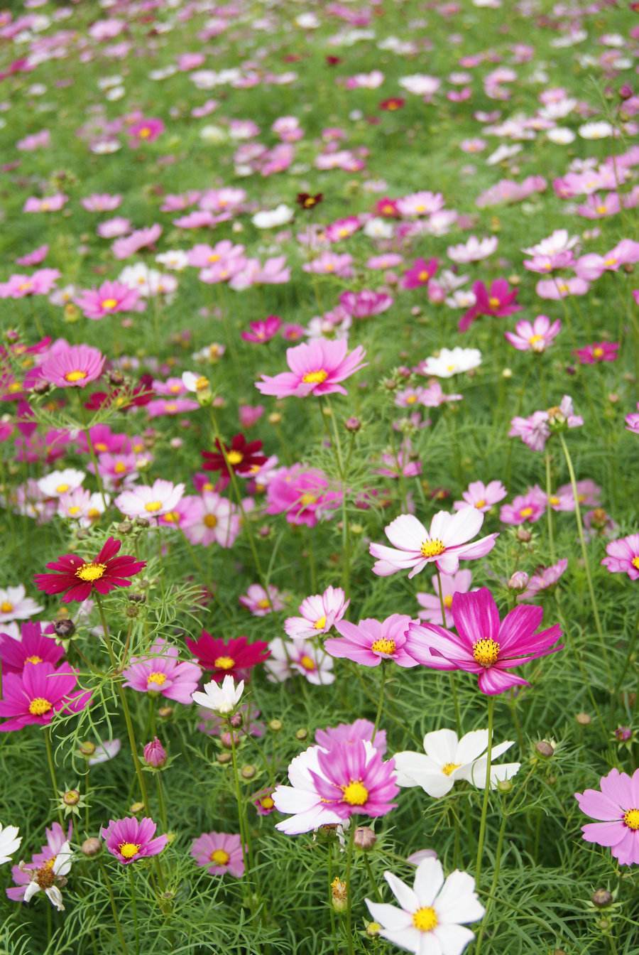 長(zhǎng)沙東日?qǐng)@林工程有限公司,長(zhǎng)沙園林綠化工程,長(zhǎng)沙綠化養(yǎng)護(hù)管理 長(zhǎng)沙東日?qǐng)@林工程有限公司,長(zhǎng)沙園林綠化工程,長(zhǎng)沙綠化養(yǎng)護(hù)管理